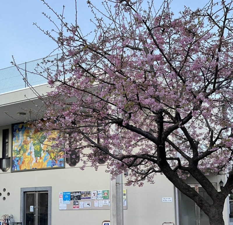 成城教会の庭の河津桜