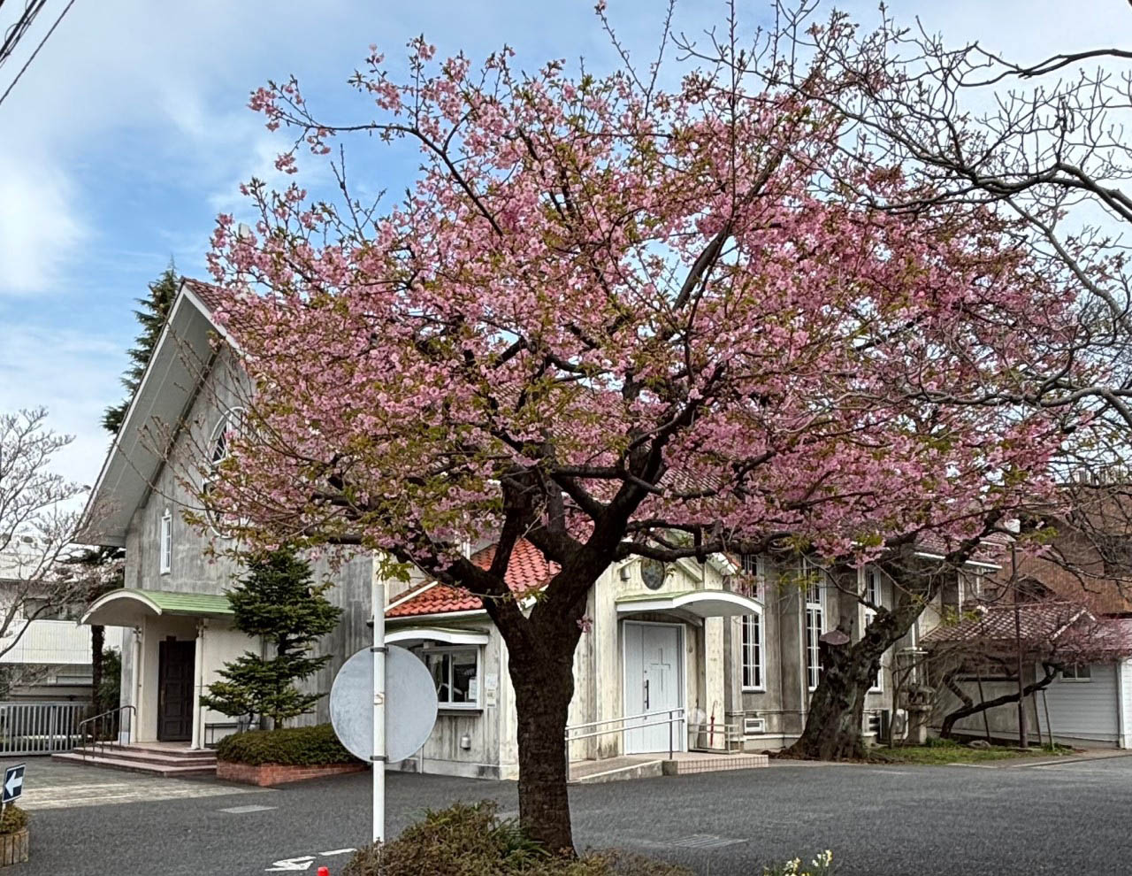 河津桜が満開の時期を迎えています