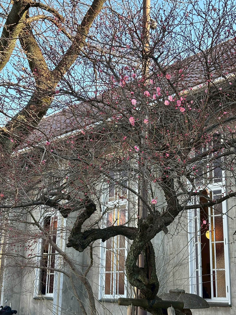 寒中お見舞い申し上げます。