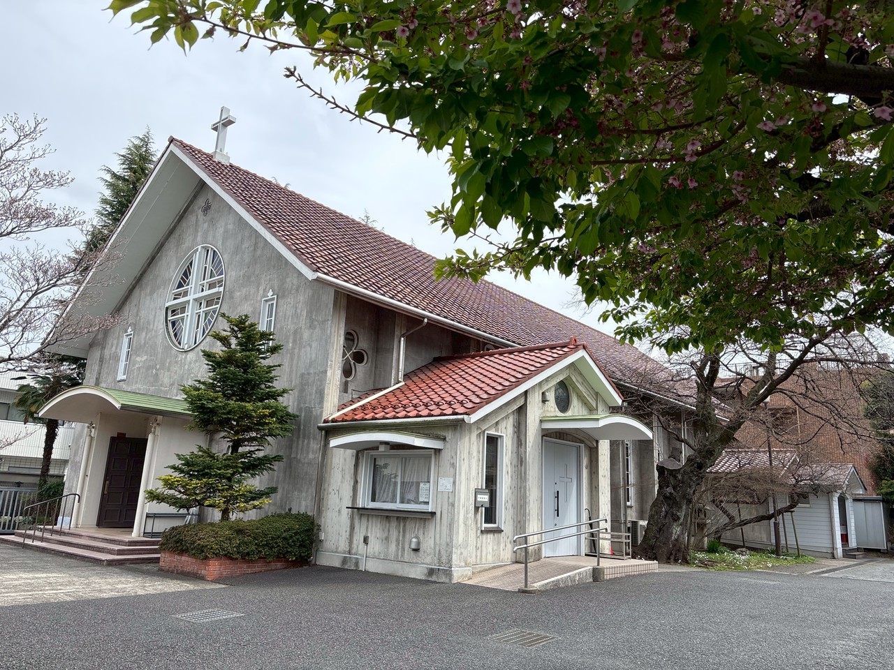河津桜はすっかり葉桜になり、ソメイヨシノの開花が待たれる今日この頃です。