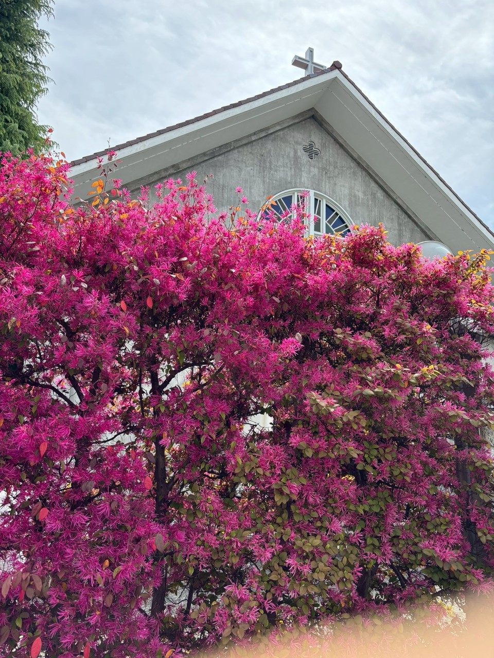 ベニバナ トキワマンサクの生垣